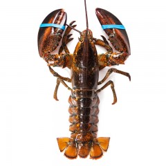 波士頓鮮活龍蝦700g 加拿大進口海鮮水產大龍蝦活 鮮活發貨 肉質嫩滑 加拿大進口